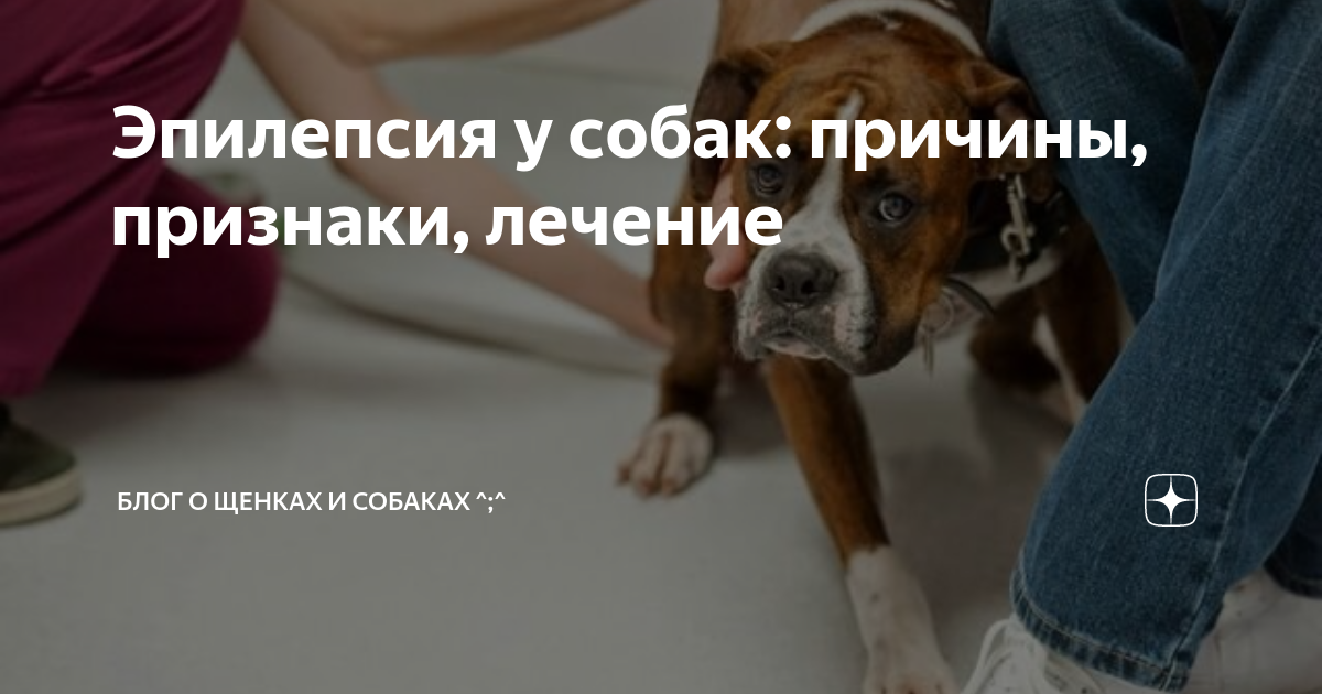 Эпилепсии у собак причины лечение