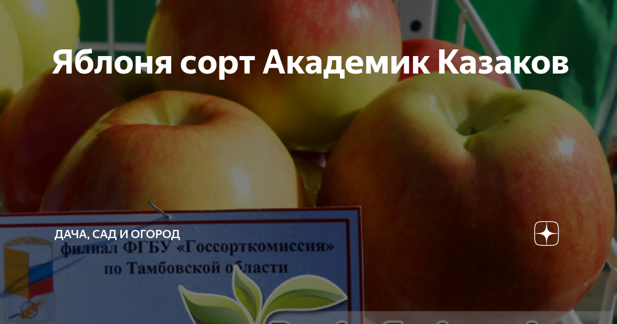 Яблоня Академик Казаков (Malus domestica Borkh) саженцы купить в Москве и Подмос