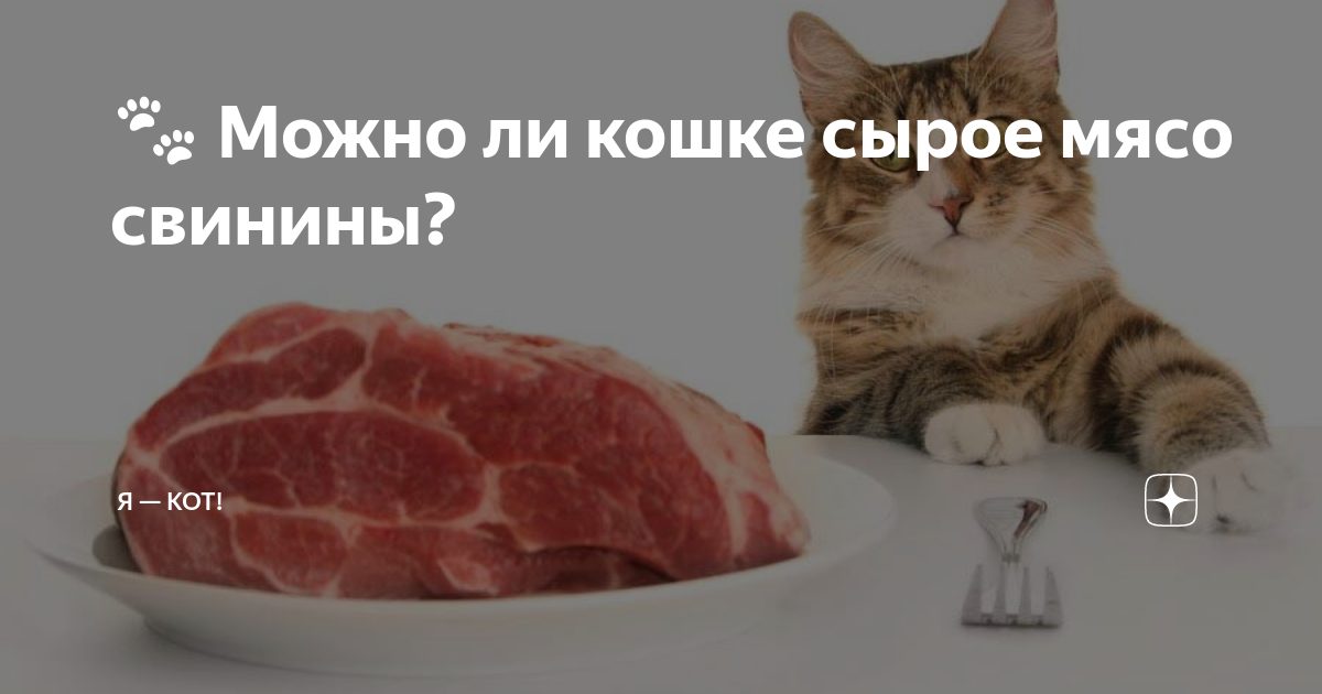 Можно давать кошке свинину