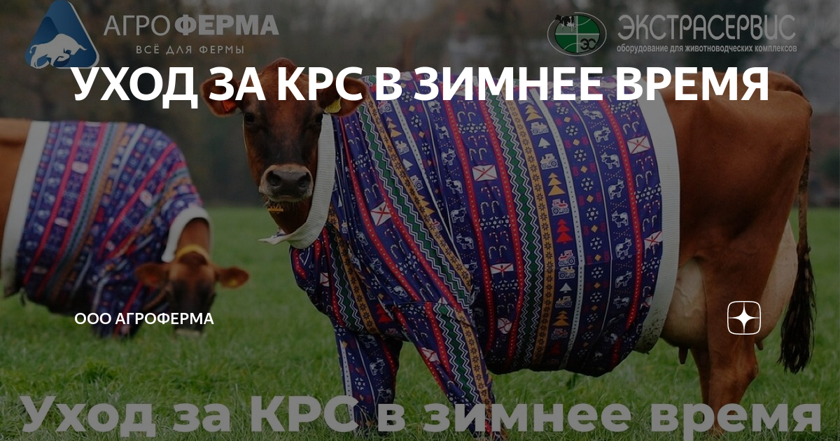 Защита КРС и МРС от насекомых в любое время года