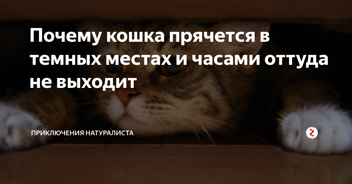 Кошка спряталась - причины поведения