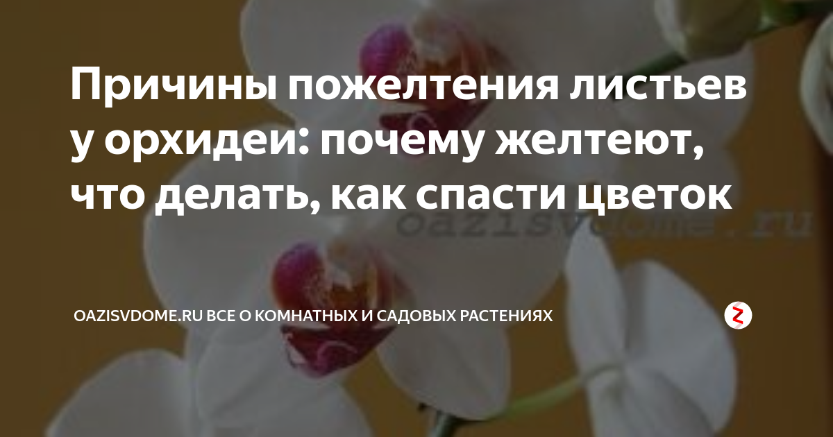 У орхидеи желтеют листья: что делать и как выяснить причину пожелтения