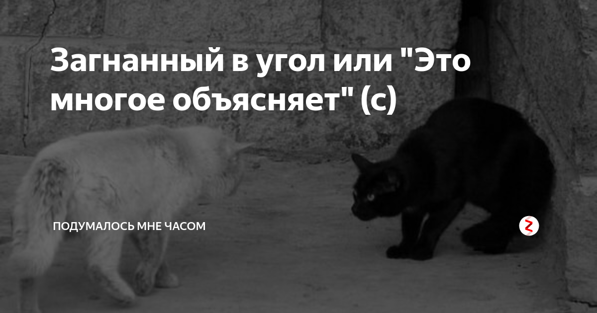 Загнанный в угол. Загнанный в угол человек. Загнанный в угол картинки. Загонять в угол.