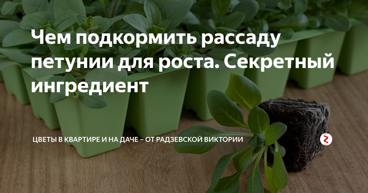 Чем подкормить рассаду петунии для роста. Чем подкормить петунии для роста и цветения. Чем подкормить рассаду петунии. Чем подкормитьрассаду питуннн. Чем подкормить петунию для обильного цветения.