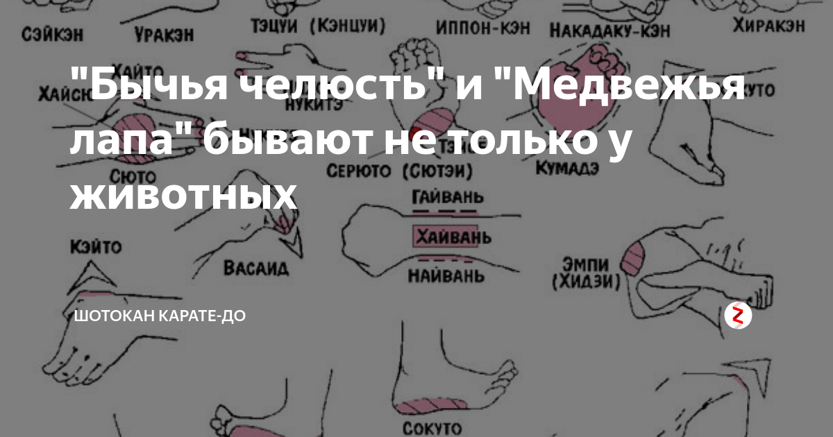 "Бычья челюсть" и "Медвежья лапа" бывают не только у животных | Шотокан ...