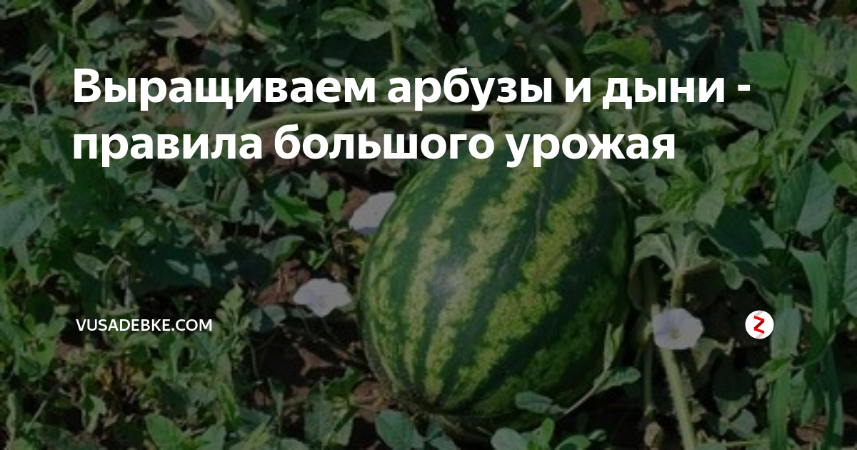 Арбузы после чего. Посадить арбуз. сажаем арбузы. после чего сажать арбузы и дыни. посадка арбузов и дынь.