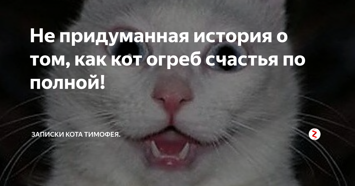 Коту тимофею не меньше десяти лет воздух. Коту тимофею не меньше десяти лет воздух