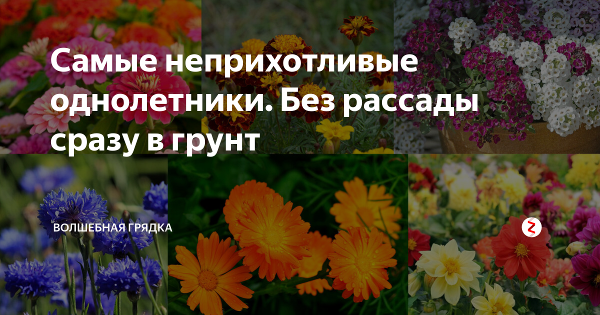 Неприхотливые цветы для сада без рассады