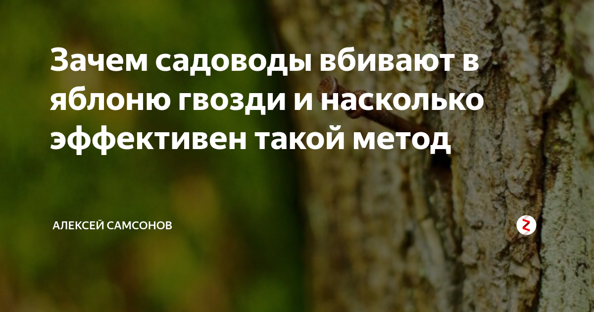 на яблоне растут яблоки гвоздь забивают. гвозди зарыть под яблоню. вбить гвоздь в яблоню. вбили в дерево. на яблоне растут яблоки гвоздь забивают.