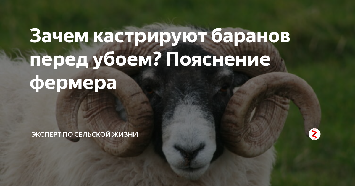 Как называется кастрированный баран. Чувак баран. Чувак происхождение слова баран. Чувак кастрированный баран.