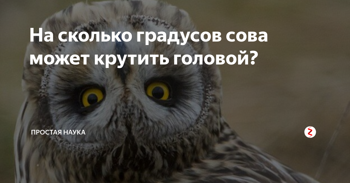 Друзья сколько сов. Сова крутит головой. Совята висит вверх ногами. Кругозор Совы в градусах. На сколько градусов Сова может повернуть голову.