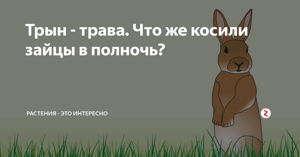 Время суток когда зайцы траву косили. Зайцы в полночь косили. Трын трава. Зайцы косят трын траву. На Поляне траву зайцы в полночь косили.