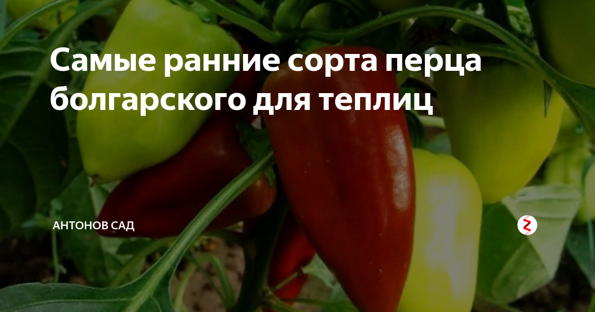 Раннеспелые сорта перцев для теплицы