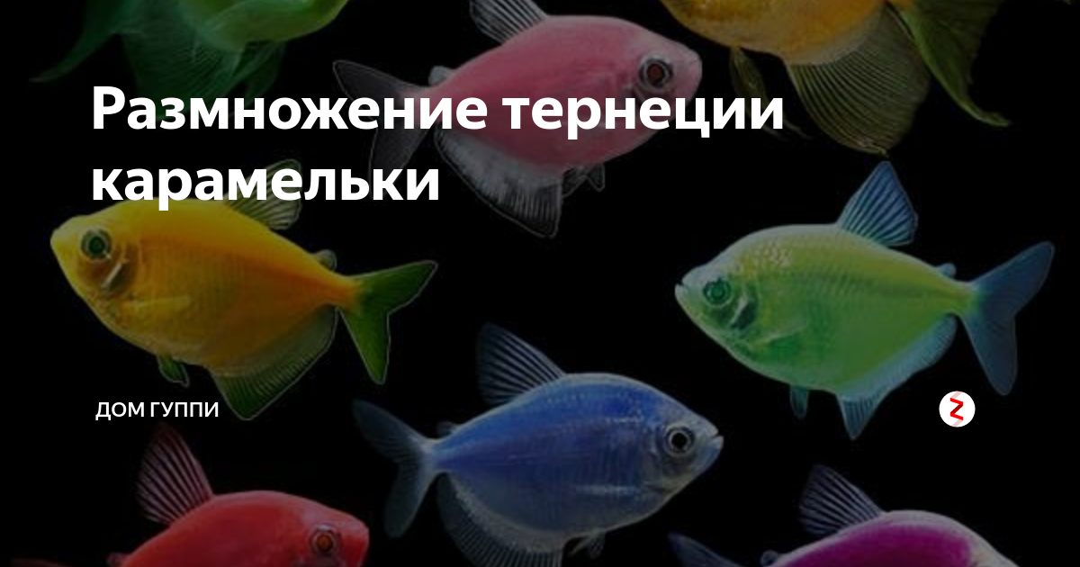 Тернеция размножение в аквариуме. Аквариумные рыбки Тернеция Карамелька. Тернеция Ежевичная. Тернеция Карамелька зеленая. Аквариумные рыбки Тернеция размножение
