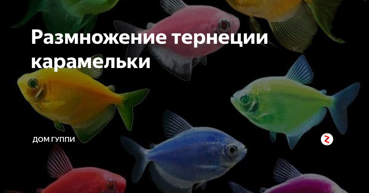 Тернеция самка и самец. Аквариумные рыбки Тернеция Карамелька. Тернеция Ежевичная. Тернеция Карамелька зеленая. Аквариумные рыбки Тернеция размножение.