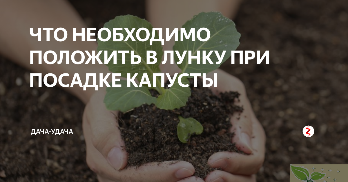 Что сыпать в лунки при посадке капусты. В лунку при посадке капусты. что положить в лунку при посадке капусты в открытый грунт. посадка капусты в открытый грунт. что класть в лунку при посадке.