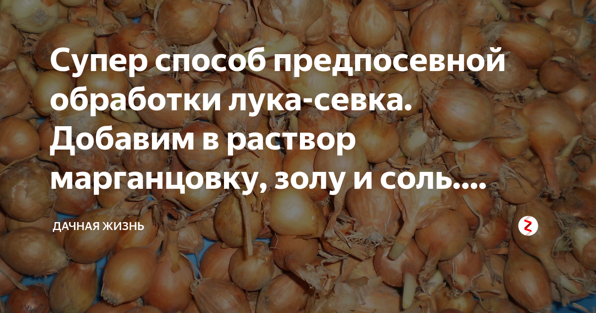 Замочить лук перед посадкой в солевом растворе. Лук севок в растворе. Обработка луковиц. Лук севок в растворе марганцовки.