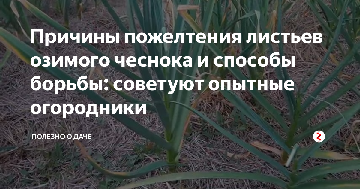 Озимый чеснок желтеет весной почему. Пожелтение листьев у озимого чеснока. чеснок желтеет весной. отчего желтеют листья у чеснока. чеснок желтеет весной что делать.