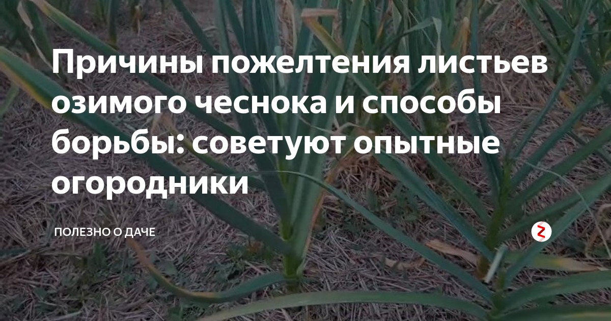 Чем полить чеснок чтобы листья не желтели. Пожелтение листьев у озимого чеснока. Чеснок желтеет весной. Отчего желтеют листья у чеснока. Чеснок желтеет весной что делать.