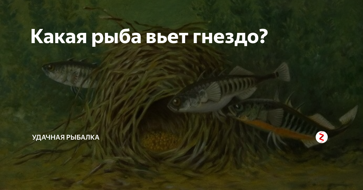 Рыба вил