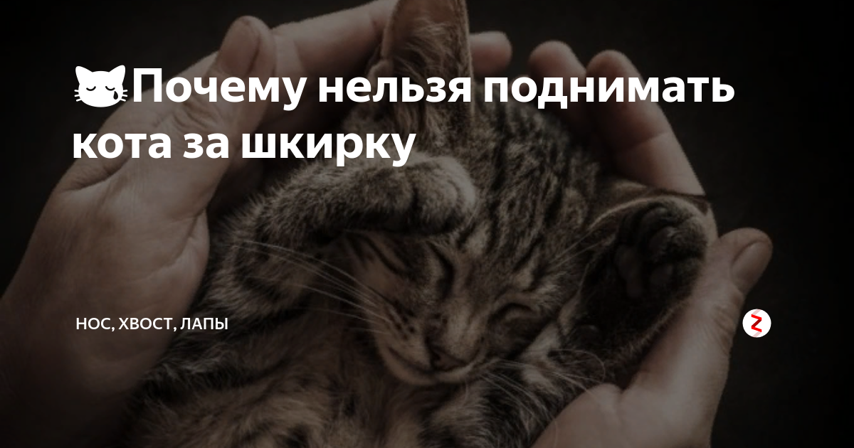 котенок поднятый за шкирку. почему нельзя брать собаку за шкирку. почему нельзя брать кошку за шкирку. кошка несёт котёнка за шкирку. кота за шкирку.