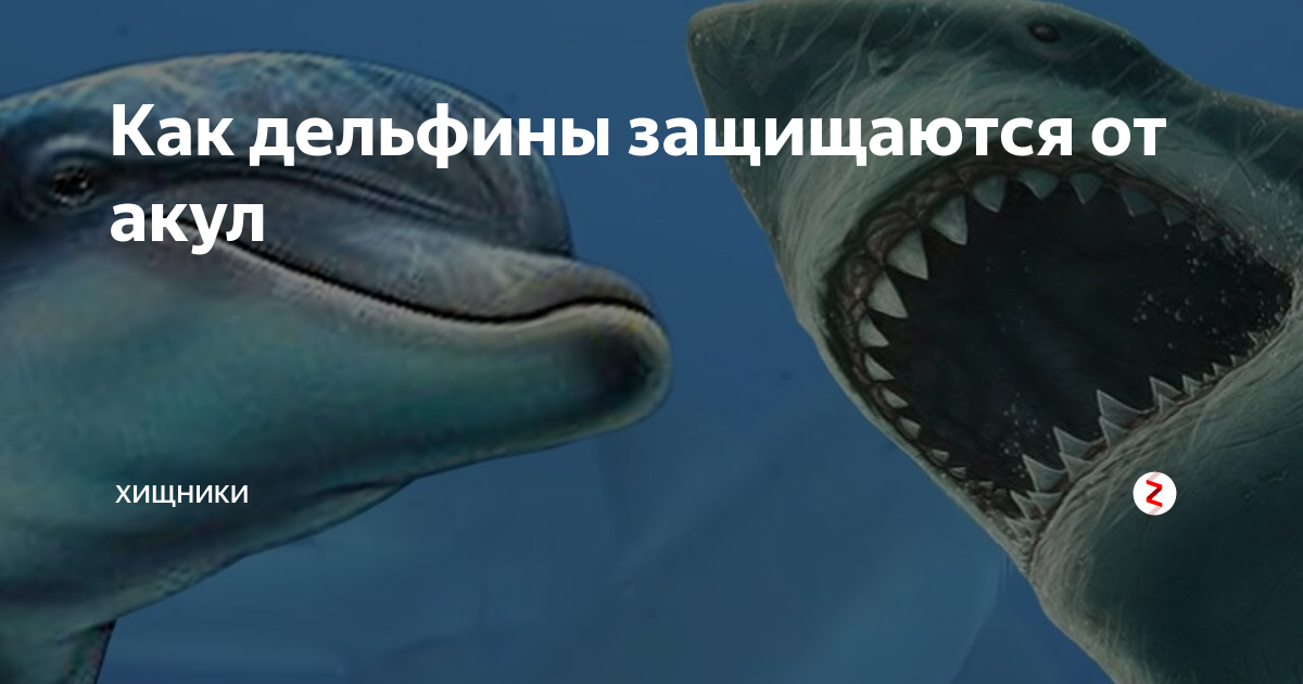 Как акула защищается от врагов. Как дельфин защищается от врагов. дельфин защищается от акул. как защищаются дельфины.