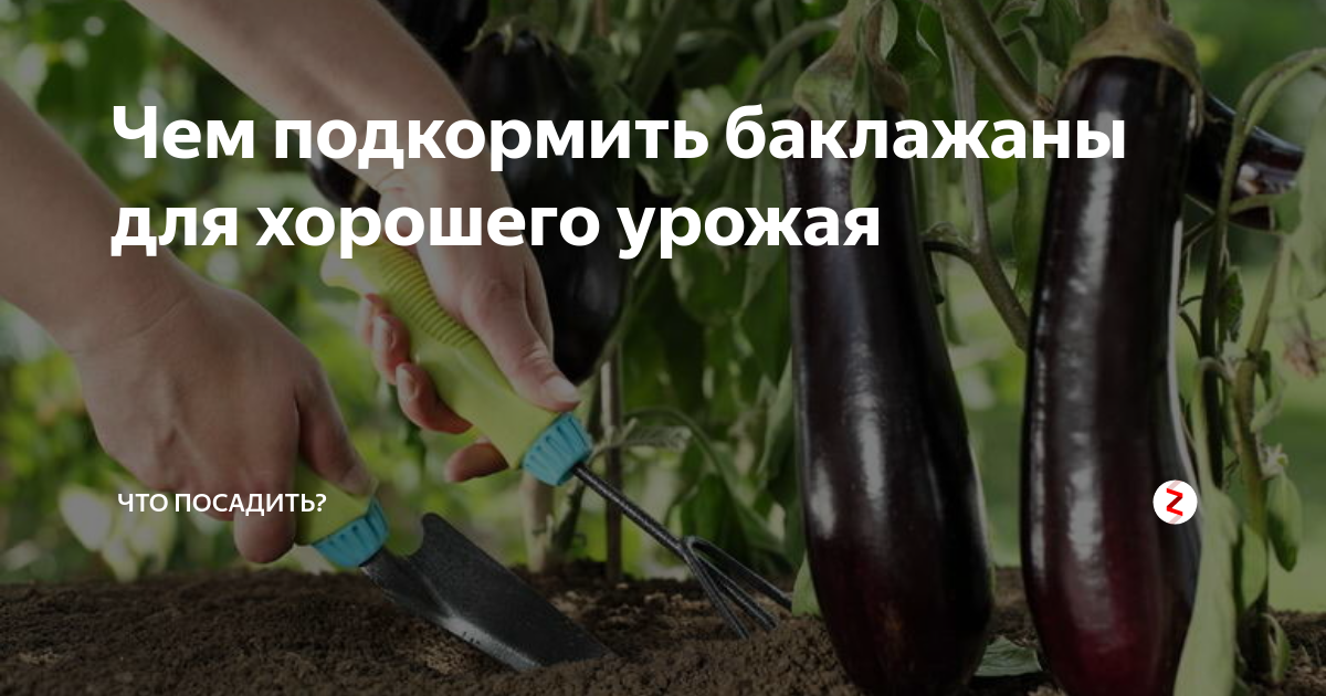 Подкормка баклажан во время цветения. Подкормка баклажанов. Чем подкормить баклажаны. Чем подкормить баклажаны в теплице. Удобрения для баклажанов в теплице