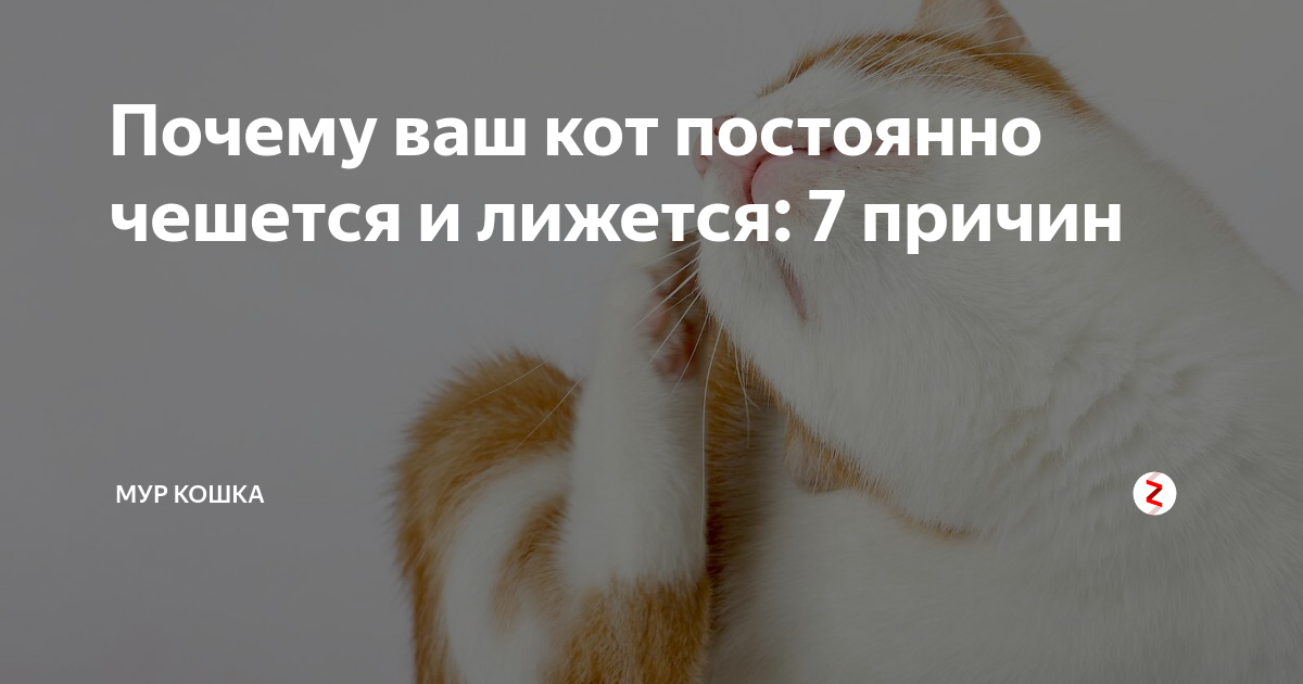 Кота постоянно