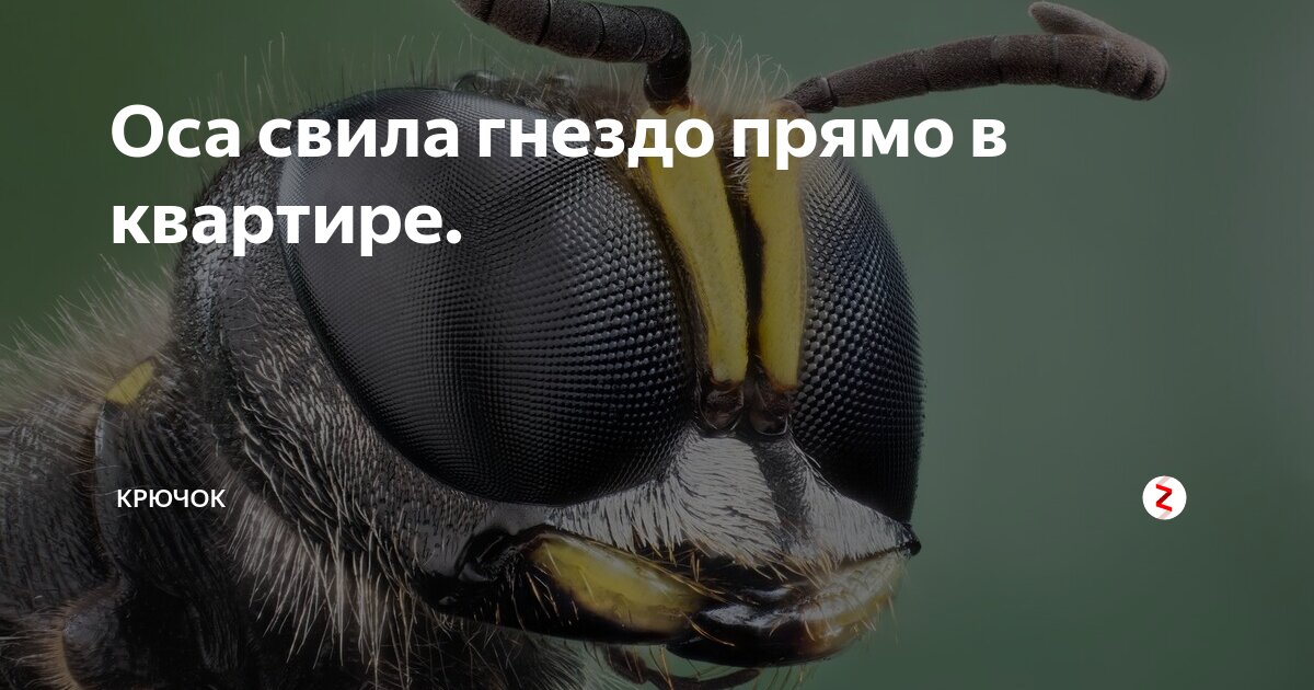 Оса свила гнездо прямо в квартире. | Крючок | Дзен