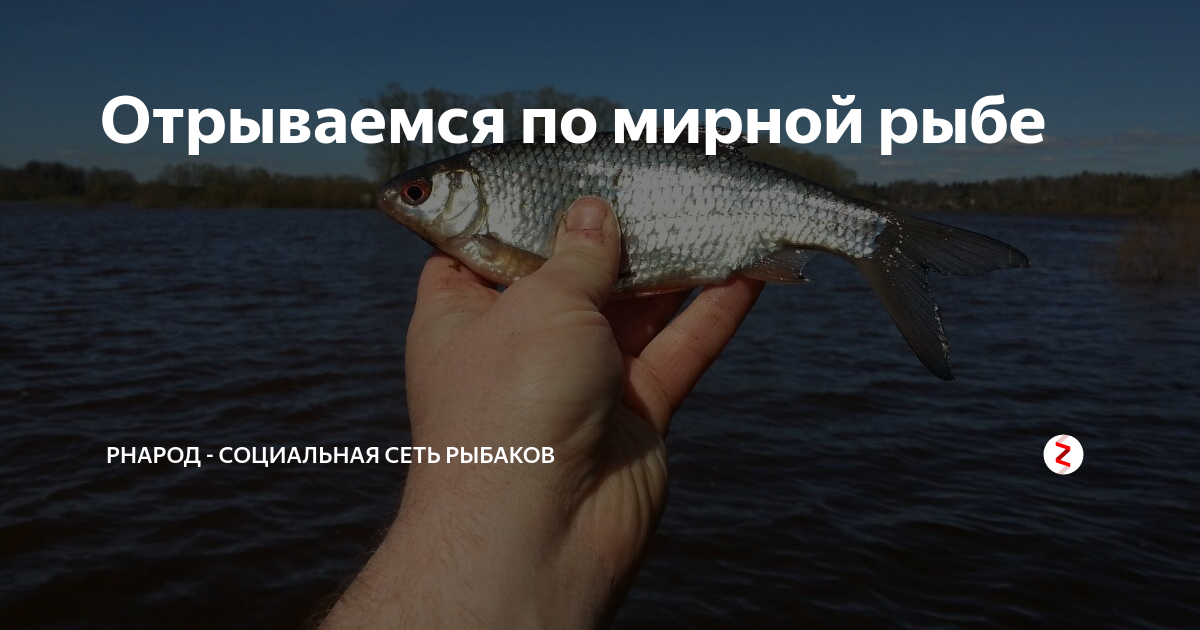 Рыбалка на реке в Новгородской области: лучшие места и секреты удачного улова