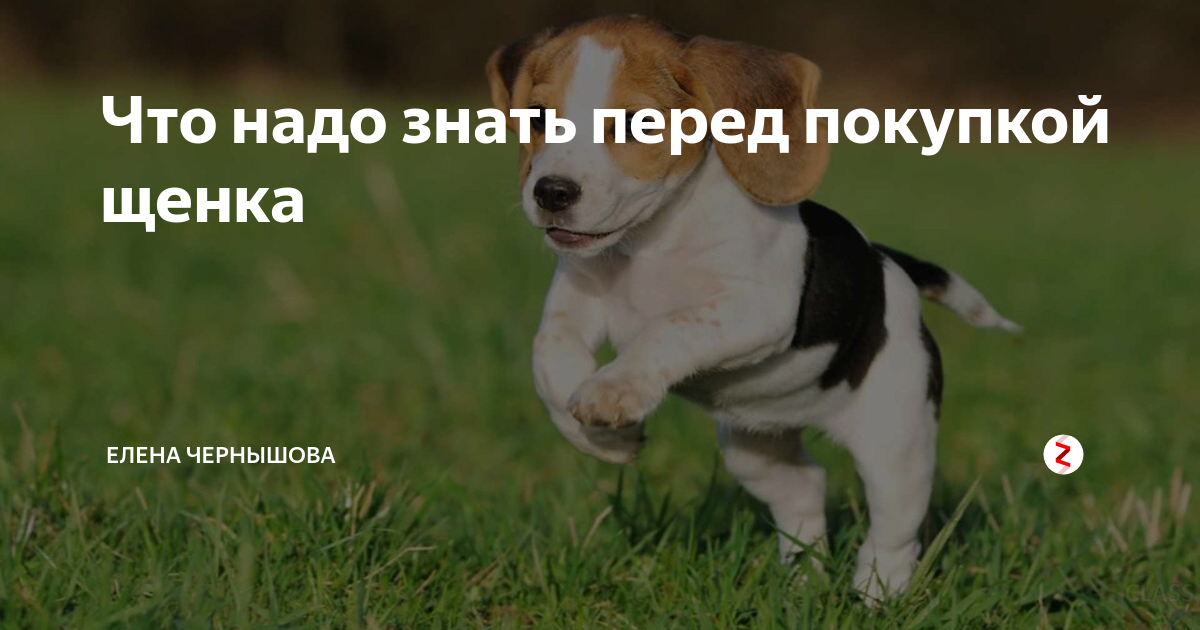 как выбрать щенка. что нужно для собаки список. что знать при покупке щенка. что знать при покупке щенка. гематома ушной раковины у животных.