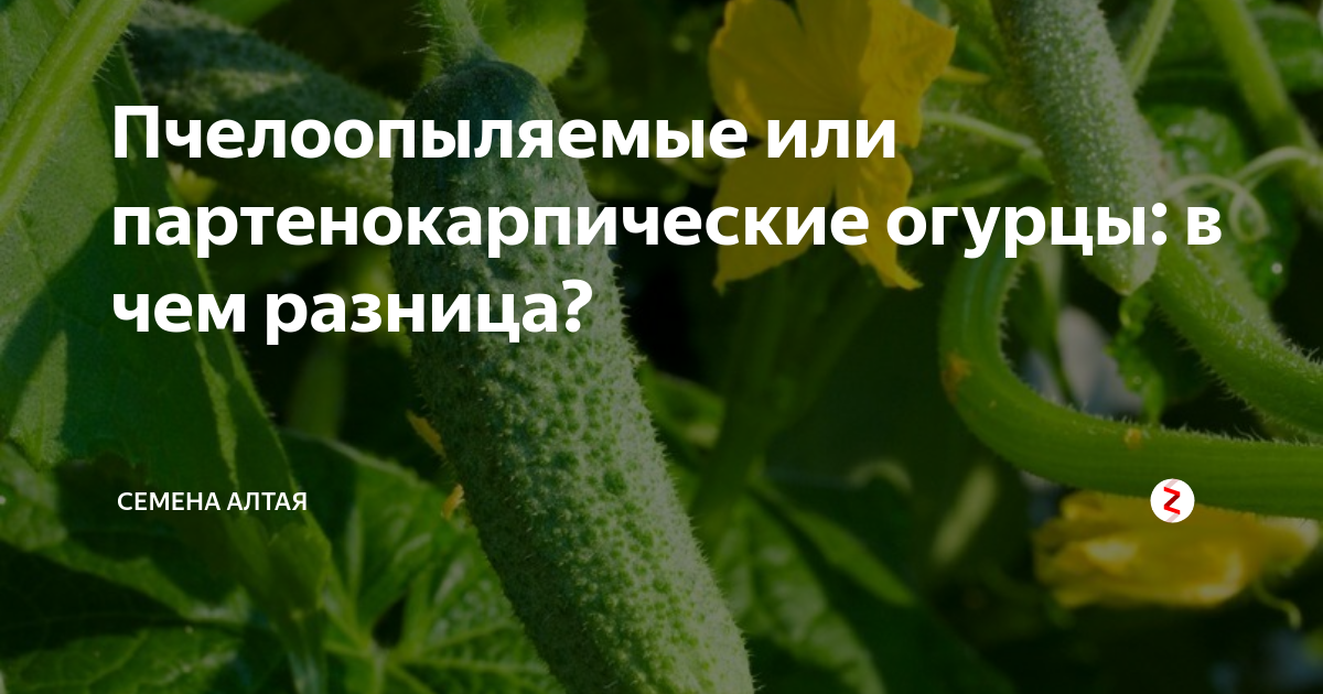 Сравнение вкусовых качеств самоплодных и опыленных насекомыми культур