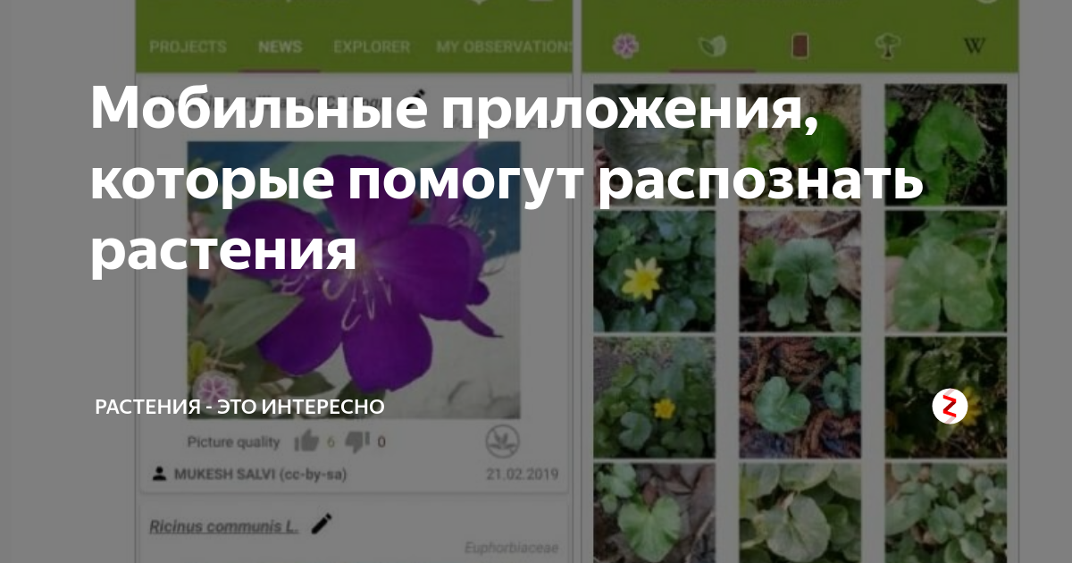 Узнать как называется цветок по фото Фитостудия-63.ру