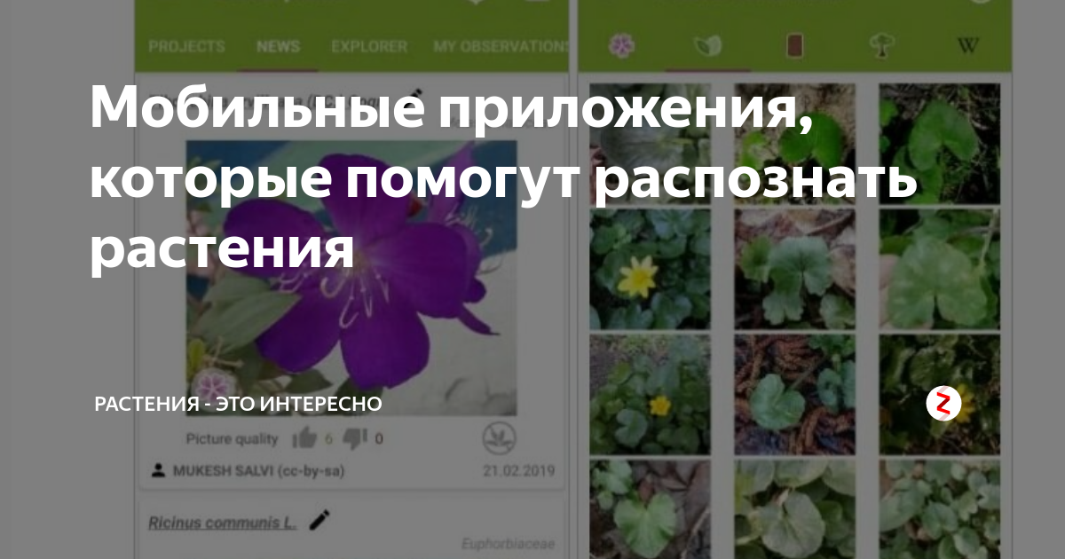 Что это за растение поиск. Распознавание растений. Приложение по распознаванию растений. Приложение для распознавания растений. Распознавание растений по картинке.