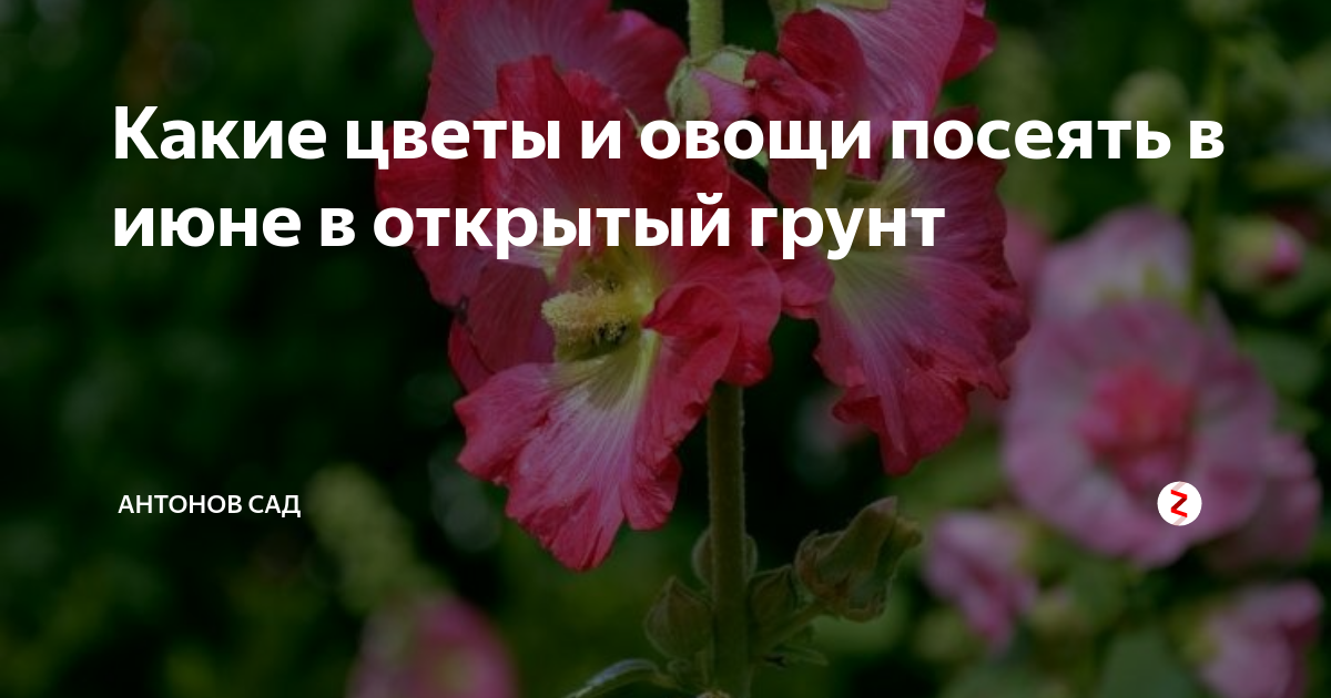 Какие цветы и овощи посеять в июне в открытый грунт | Антонов сад ...
