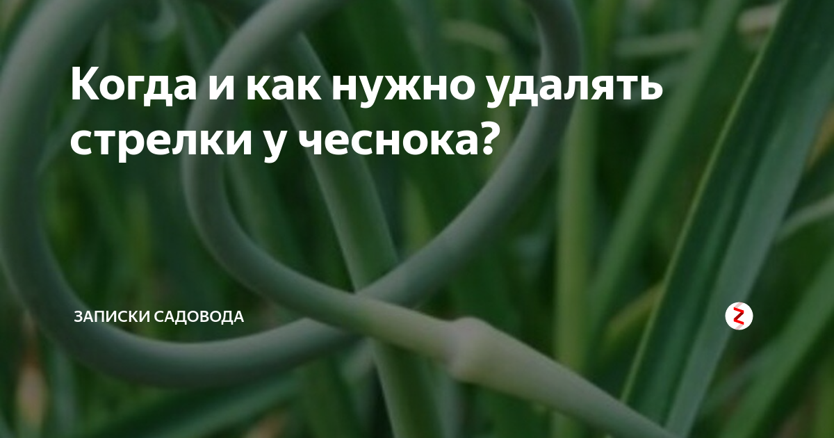 Записки садовода. Как удалить стрелки у чеснока. Когда у чеснока удаляют стрелки. Обрезание стрелок чеснока.