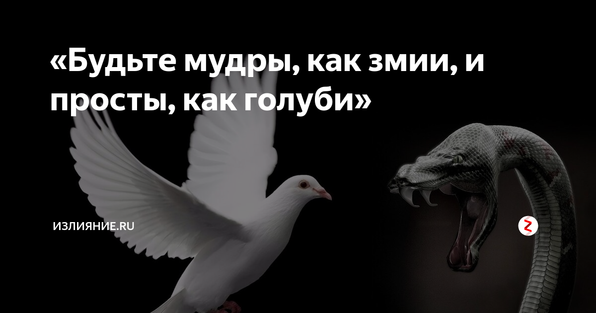Будьте мудры как змеи и просты как голуби библия. Будьте как голуби и мудры как змеи. Итак будьте мудры как змии и просты как голуби. Будьте мудры как змеи и просты. Будьте просты как голуби и мудры.