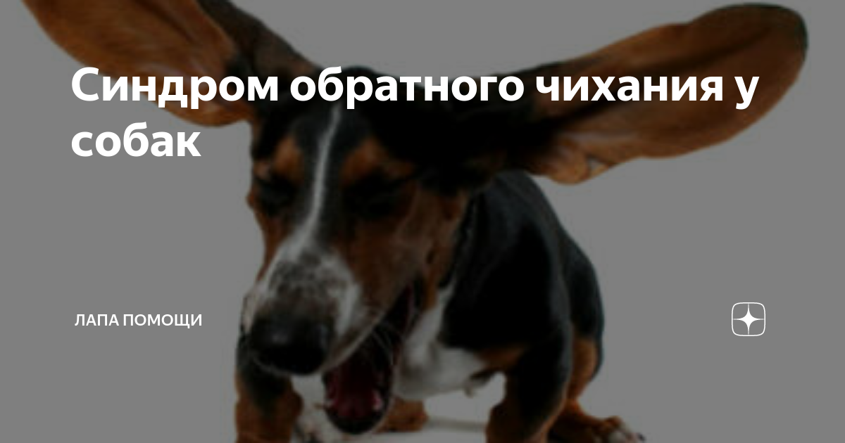 "Обратное чихание" у собак Гриффонификация Дзен