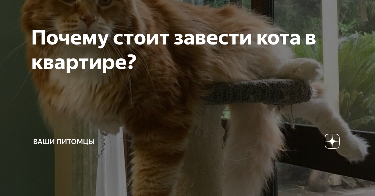 Стоит завести. Стоит завести. Кого больше кошек или собак. Стоит завести. Стоит завести.