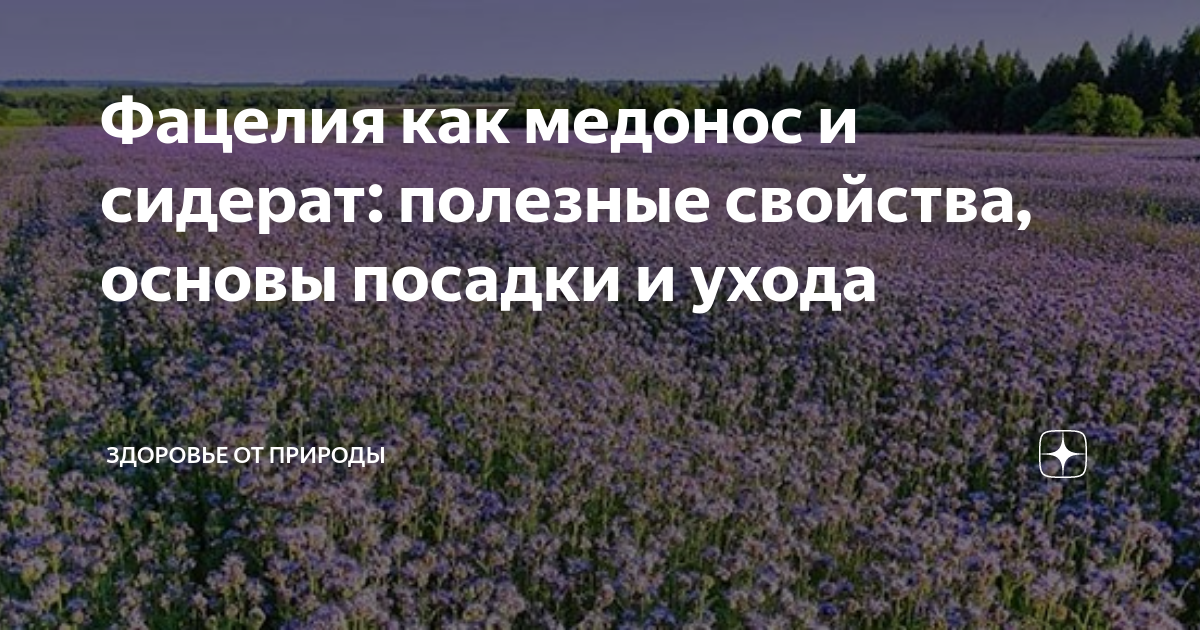 Фацелия сидерат описание как применять. Фацелия сидерат. Сидераты для огорода фацелия. Фацелия медонос. Сидерат медонос фацелия.