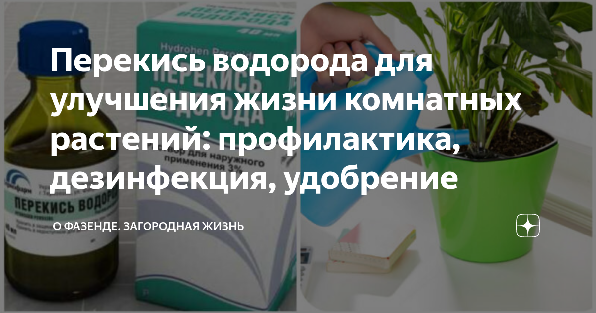 Перекись водорода для цветов комнатных полив. Перекись для цветов комнатных дозировка. Перекись водорода для комнатных цветов применение. Подкормка герани перекисью водорода.