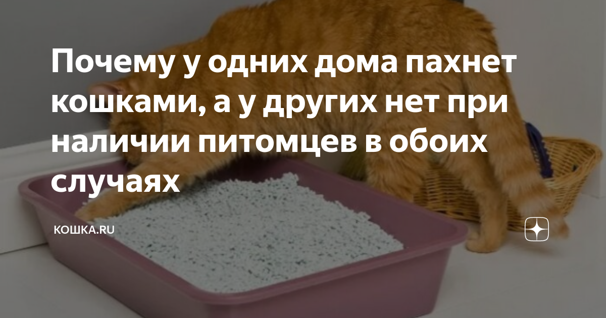 А мы с ним пахнем кошачьей мятой. Как помыть кота. Как мыть кошку. Смешанный корм для кошек. Смешанное кормление кошек.