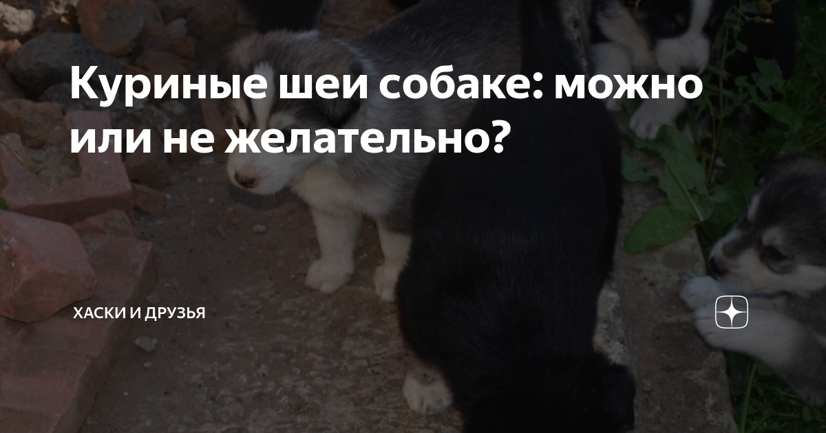 Куриную шею можно давать собаке. Куриную шею можно давать собаке