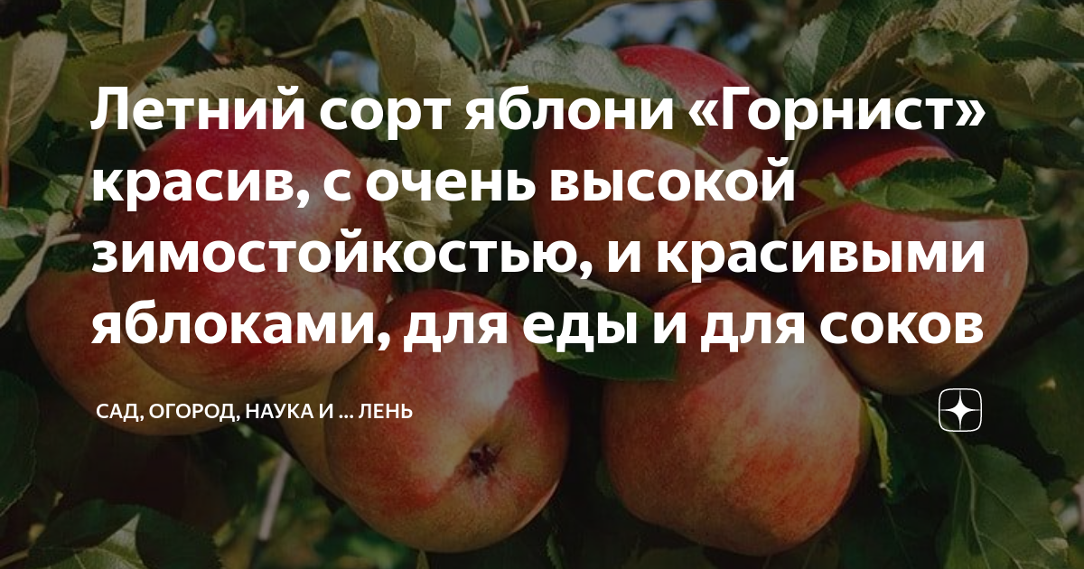 Яблоня персиянка описание отзывы. Яблоня горнист. Яблоня горнист описание сорта. Горнист яблоня описание фото отзывы. Яблоня горнист описание сорта фото отзывы Морозостойкость опылители.