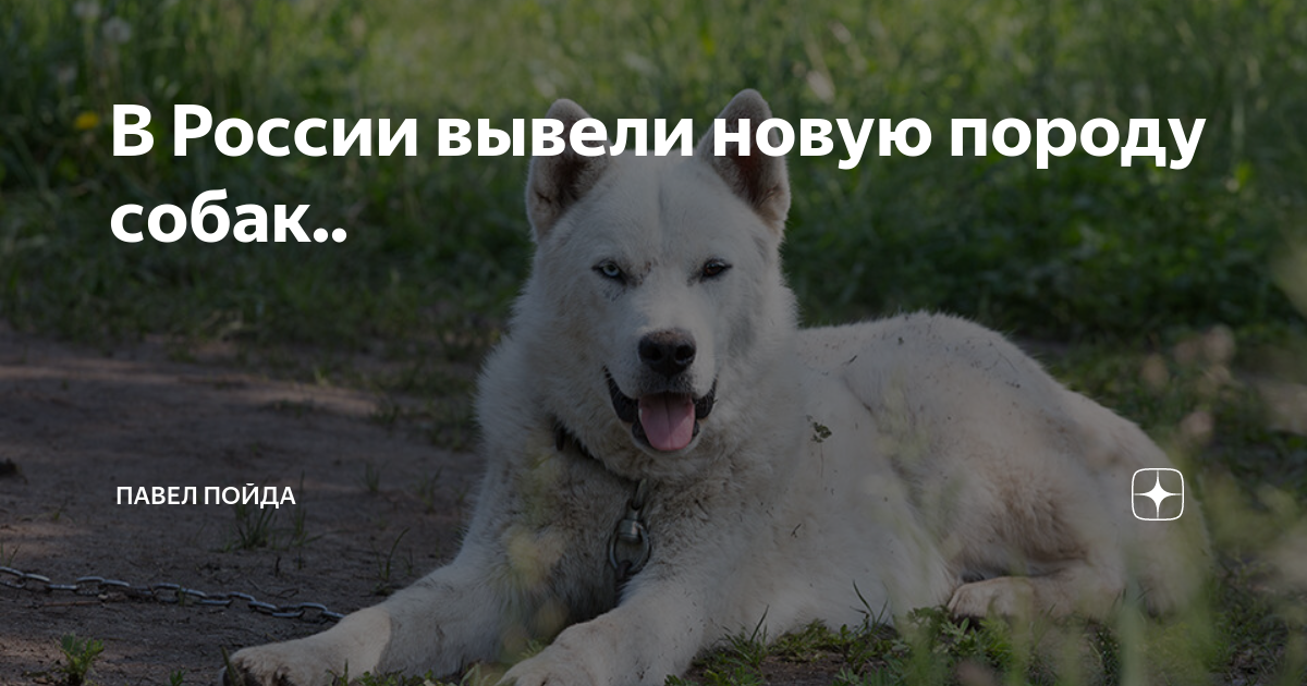 Вывести новую породу. Выведение новых пород собак. Собака которую вывели в Кремле запретили.