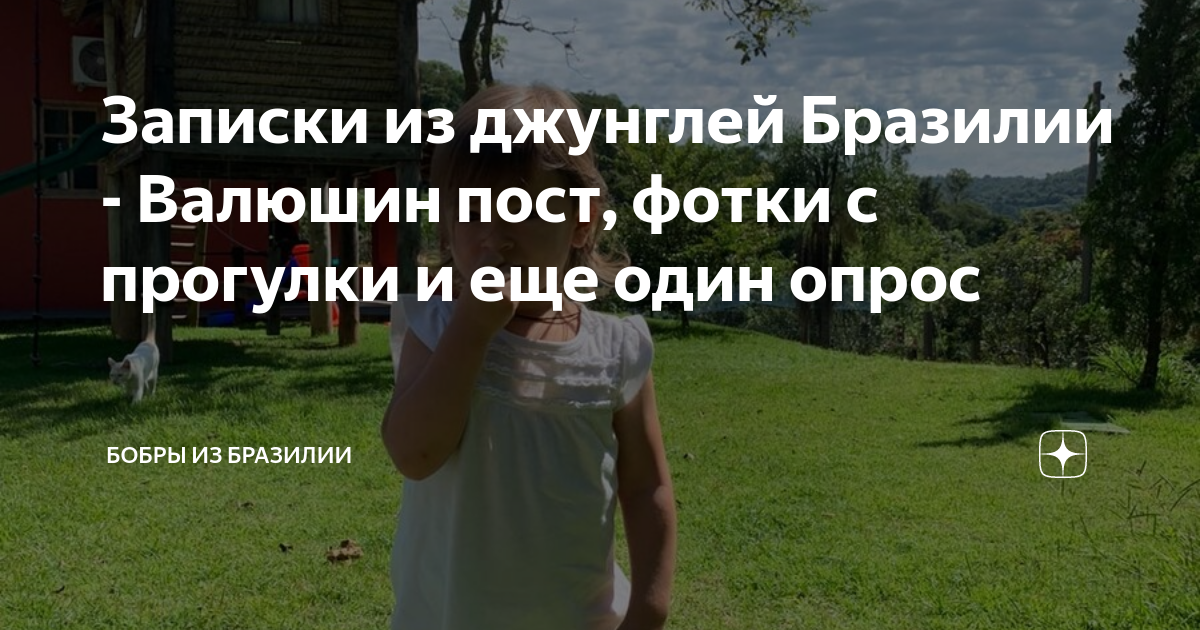 Дзен бобер о бразилии. Бобры из бразилии дзен. бобры из бразилии дзен сегодня.