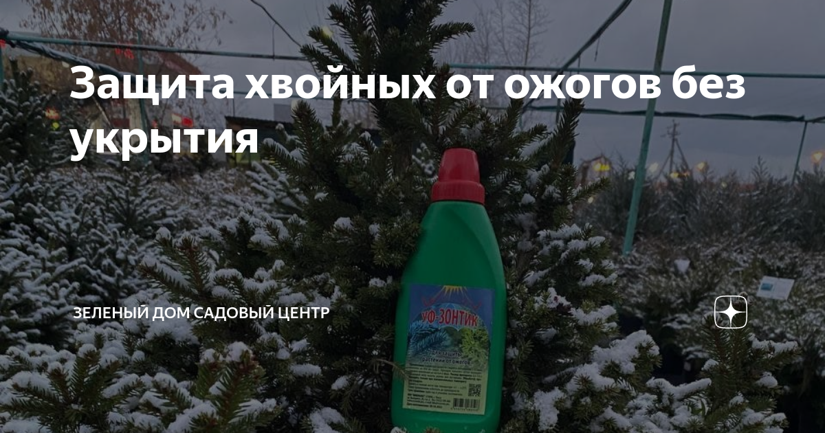 Защита хвойных от ожогов без укрытия | Зеленый Дом Садовый центр | Дзен