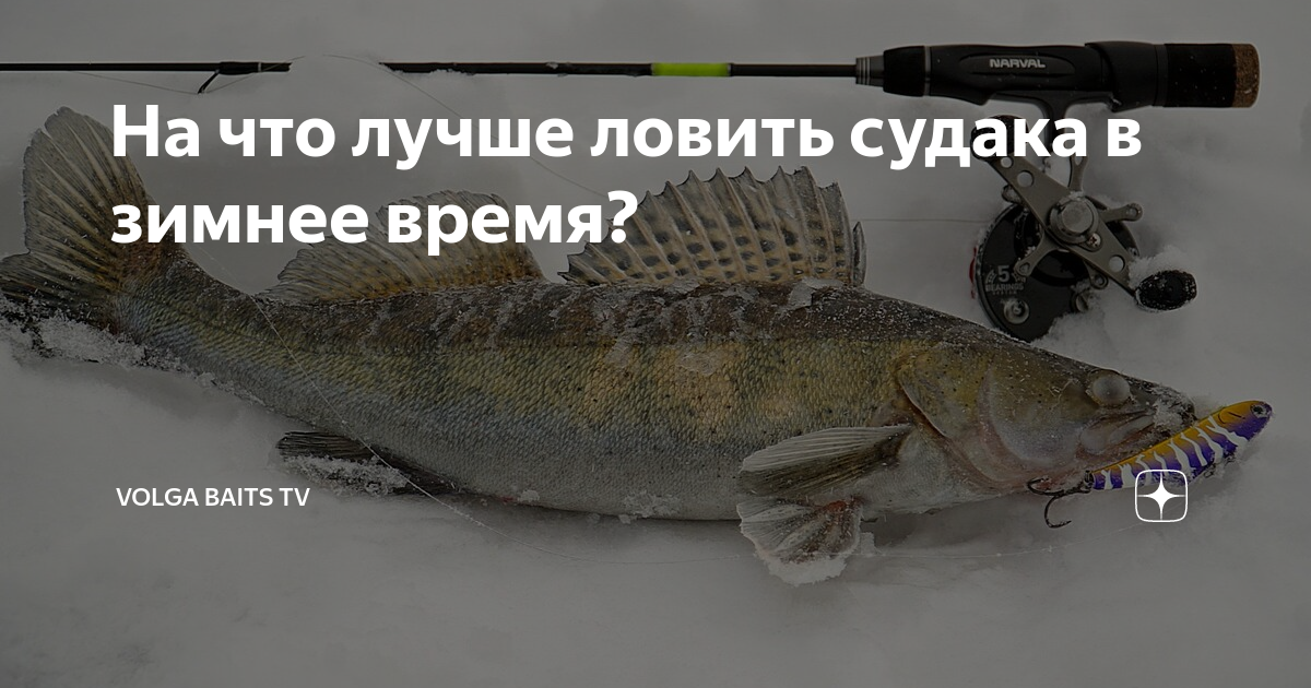 На что лучше ловить судака в зимнее время? | VolGa Baits TV | Дзен