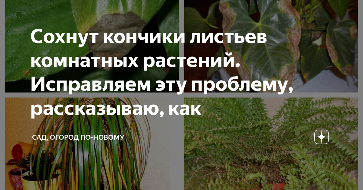 Сохнут кончики листьев комнатных растений. Исправляем эту проблему ...