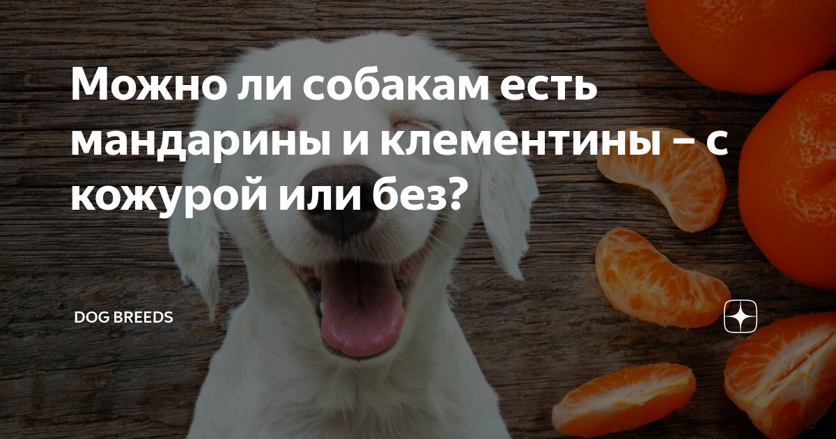 можно ли собаке креветки с панцирем